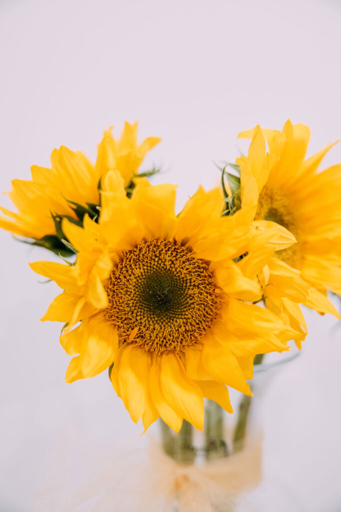 sun flowers health wellness